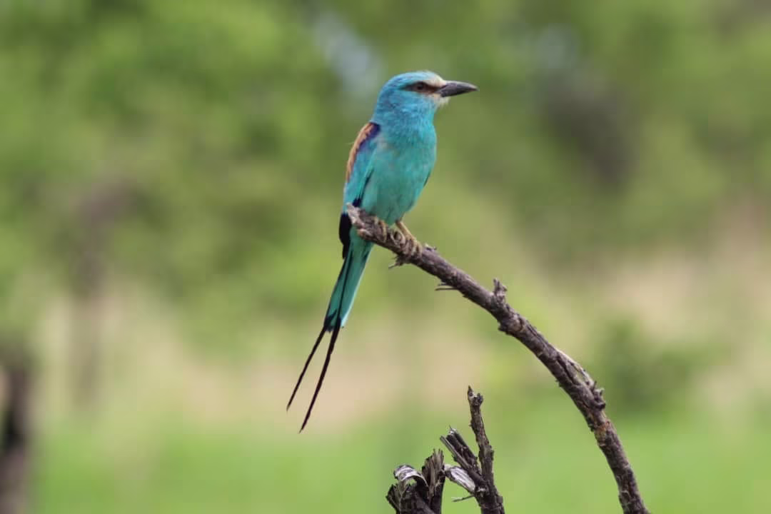 Ornithologische und naturkundliche Expedition